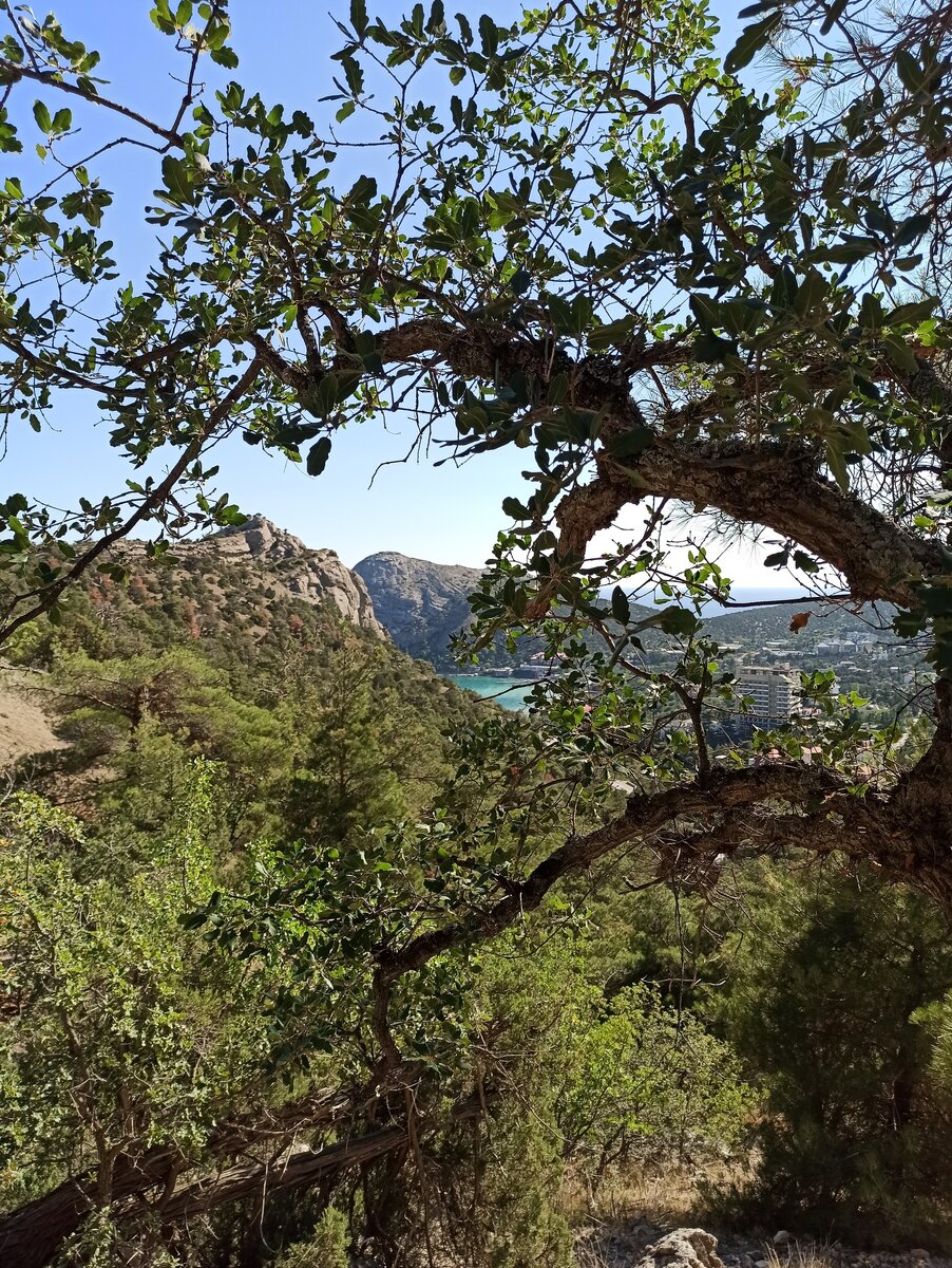 Вид на Новый свет с горы Сокол