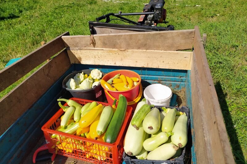 Кабачки и патиссоны в этом сезоне.