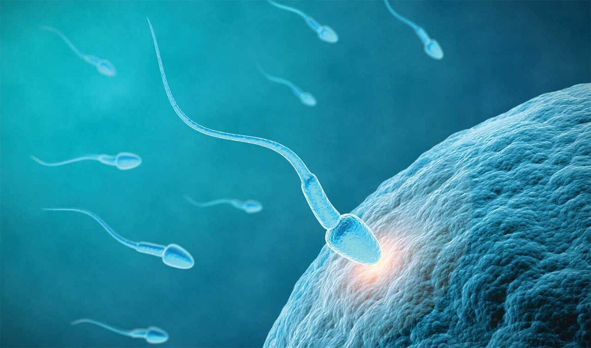 сперма рост в организме фото 115