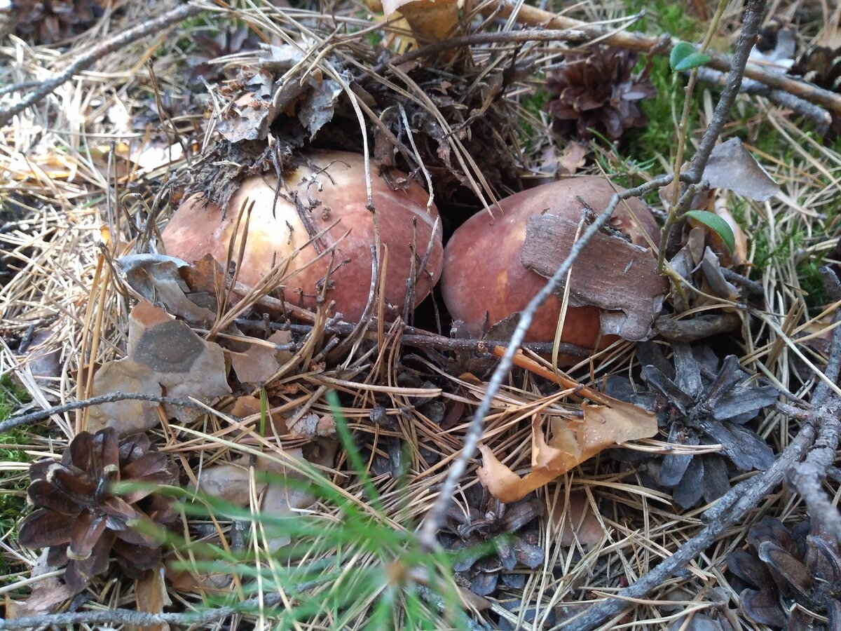 Белые грибы в Караканском бору. Фото моё.