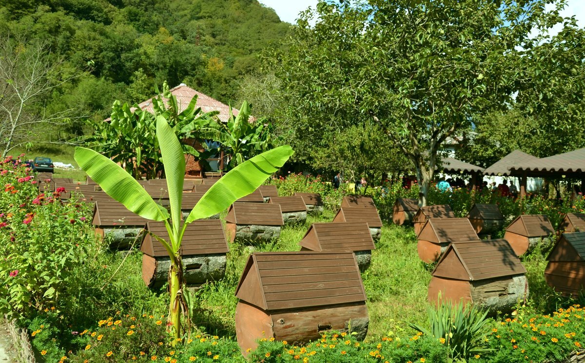 Абхазская пасека