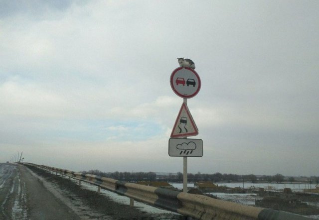 Взято с сайта https://kaifolog.ru/pozitiv/8560-luchshie-prikoly-pro-kotov-2018-goda-50-foto.html