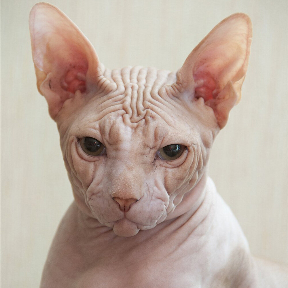 Донской сфинкс: Кот, рождённый голым
