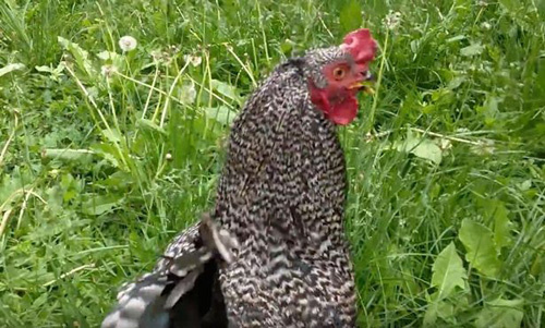 Ролик, который заставил многих пользователей посмеяться, был просмотрен на YouTube уже более 133000 раз.