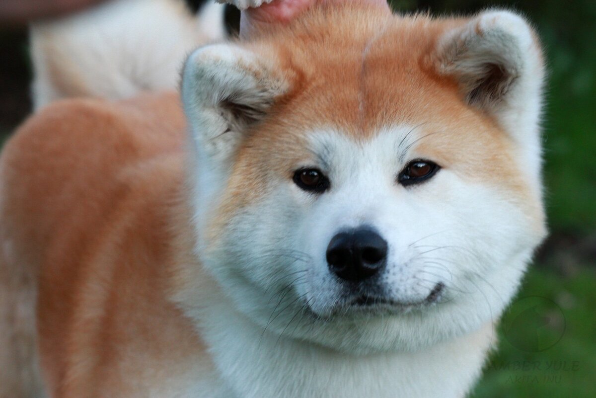 Источник akita-inu.lv