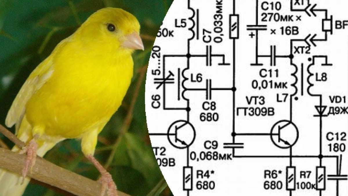 Схема имитатор канарейки