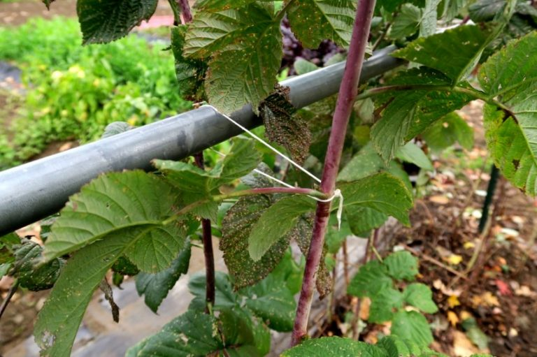 Яндекс.Картинки