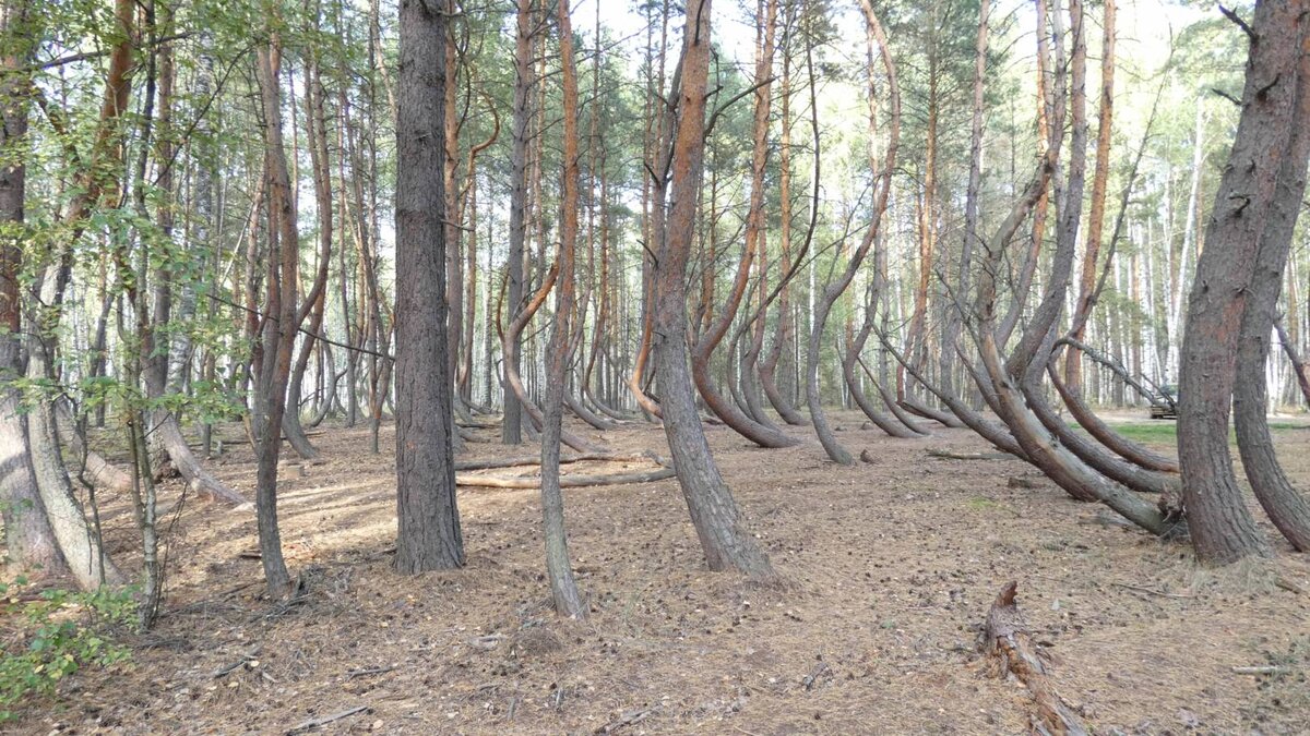 Пьяный лес в Рязанской области