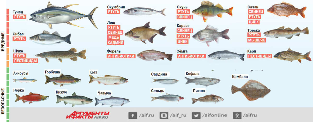 Сравнение размеров рыб. Название рыб. Полезные сорта рыбы. Ценные сорта рыбы. Вредные виды рыб.