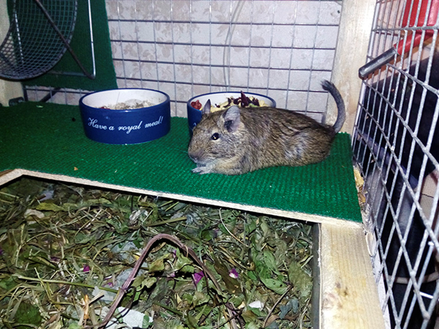 Это крошик валяется на тёплом коврике. Фото автора.