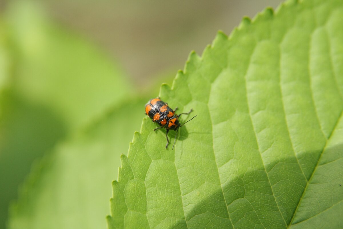 Cryptocephalus sexpunctatus. Снято в Динском районе