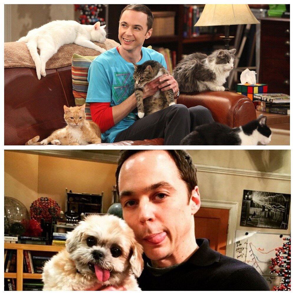 Шелдон теория большого взрыва актер. Собака джима парсонса. Шелдон собака. Шелдон купер сарказм. Шелдон купер 73.