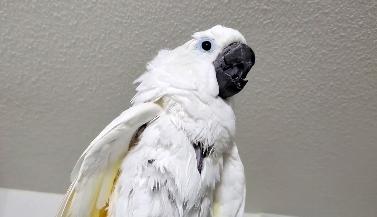 Говорящий попугай 4. Говорящие попугаи видео. Говорящий попугай Пьер Apple game.
