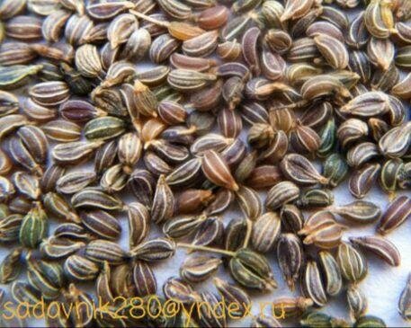 Покупные семена  будут качественные,если в пакетике нет лишних примесей.Фото-коллаж автора Алесад.