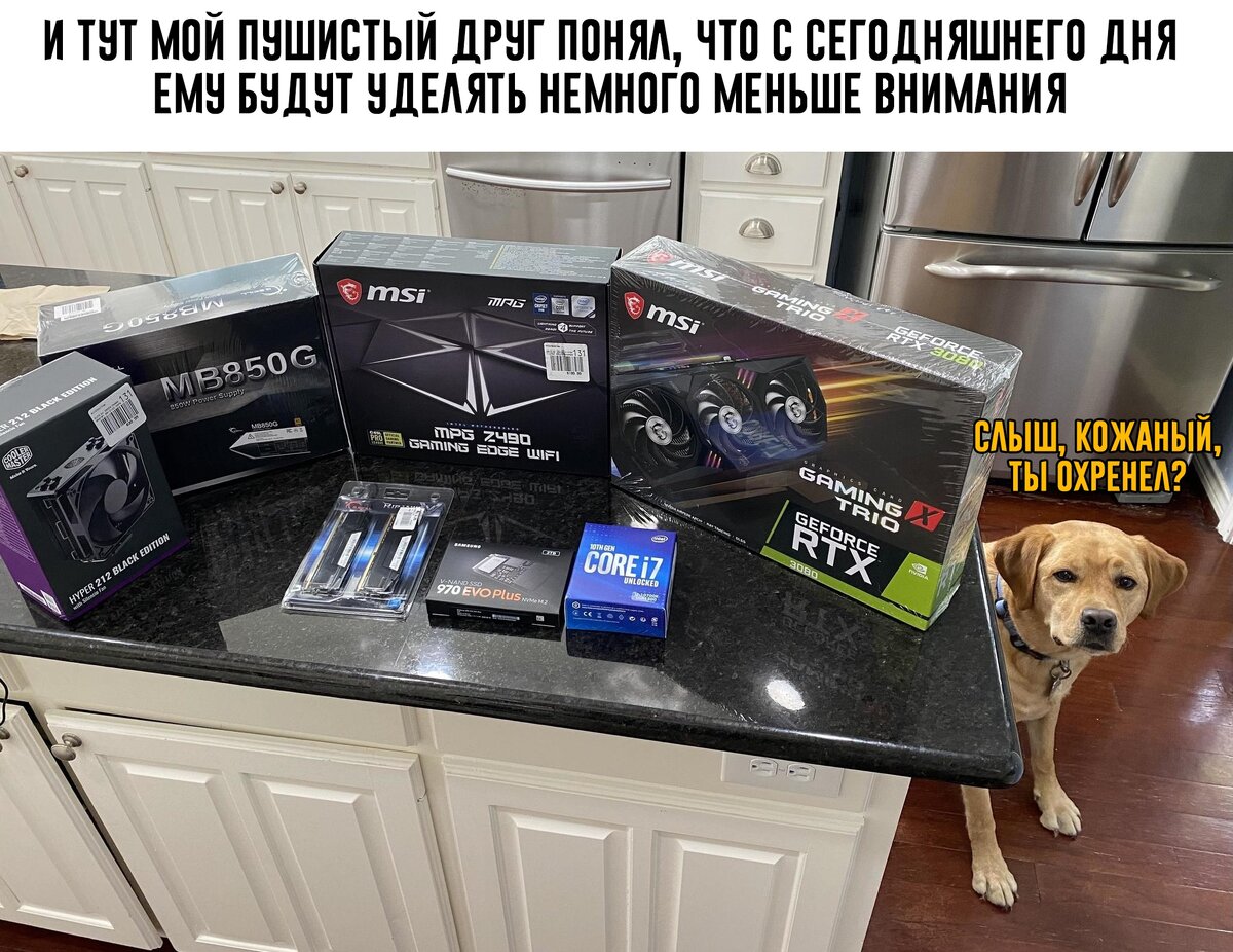 Лучший друг человека