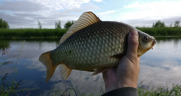 Вот такие добротные караси ловятся на неё