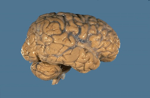 особенно рекомендую обратить внимание на раздел, посвященный анатомии нервной системы - потрясающее многообразие препаратов