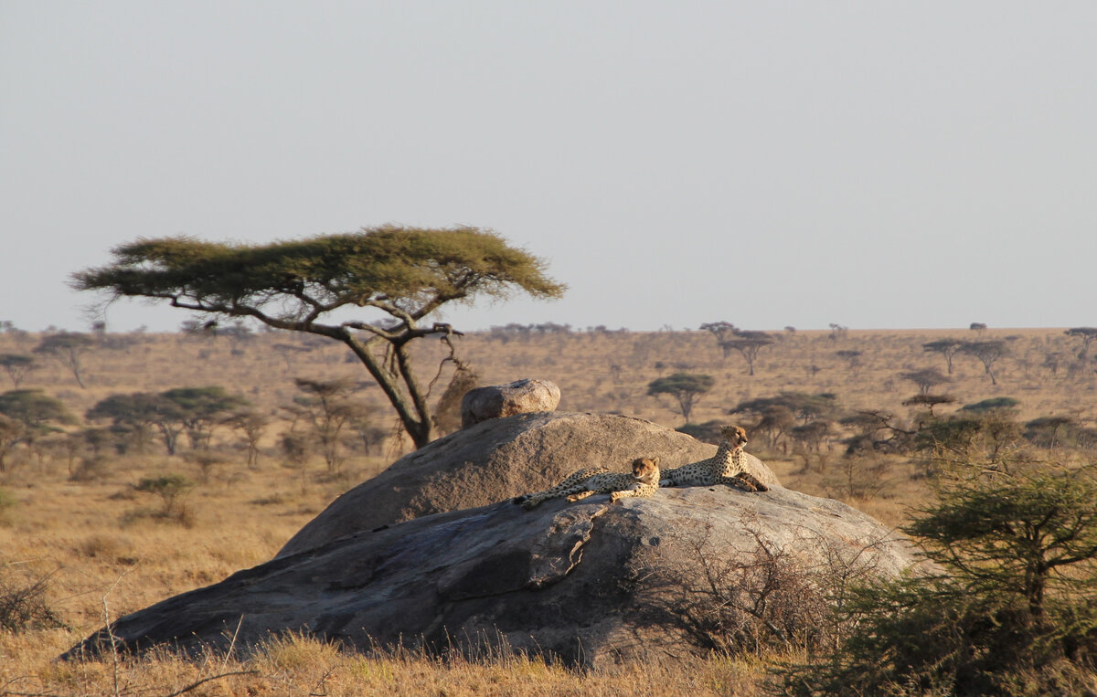 Национальный парк яла сафари. Сафари 2024. Заповедник чобе в африке. Багги аланья. Сафари 2024.