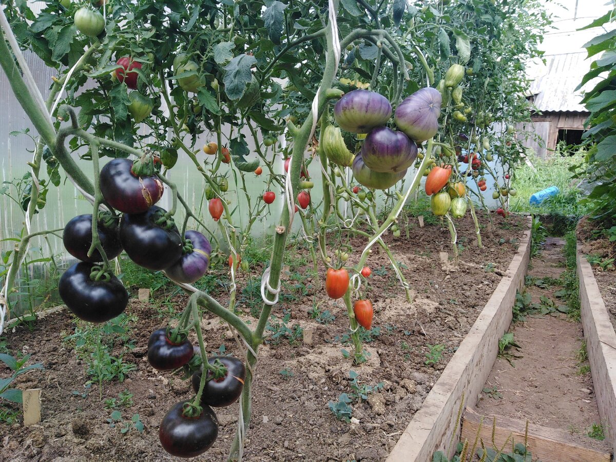 Моя "синяя " теплица в начале октября. Помидоры сошли с ума