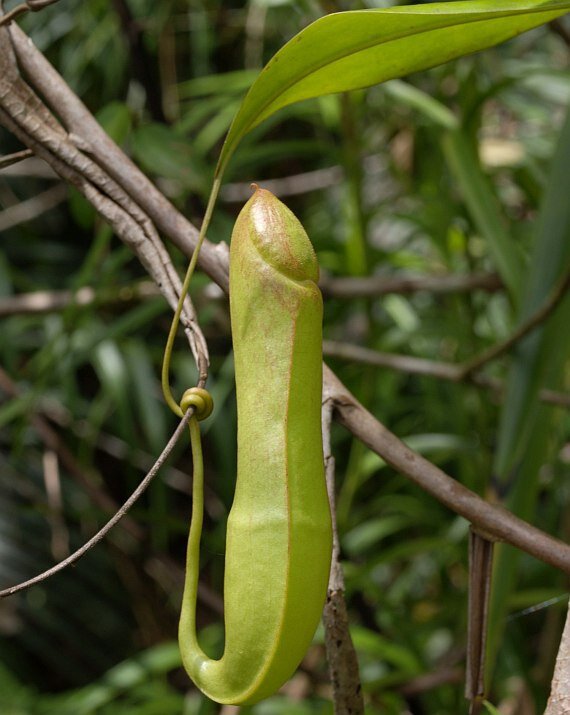 Nepenthes. 