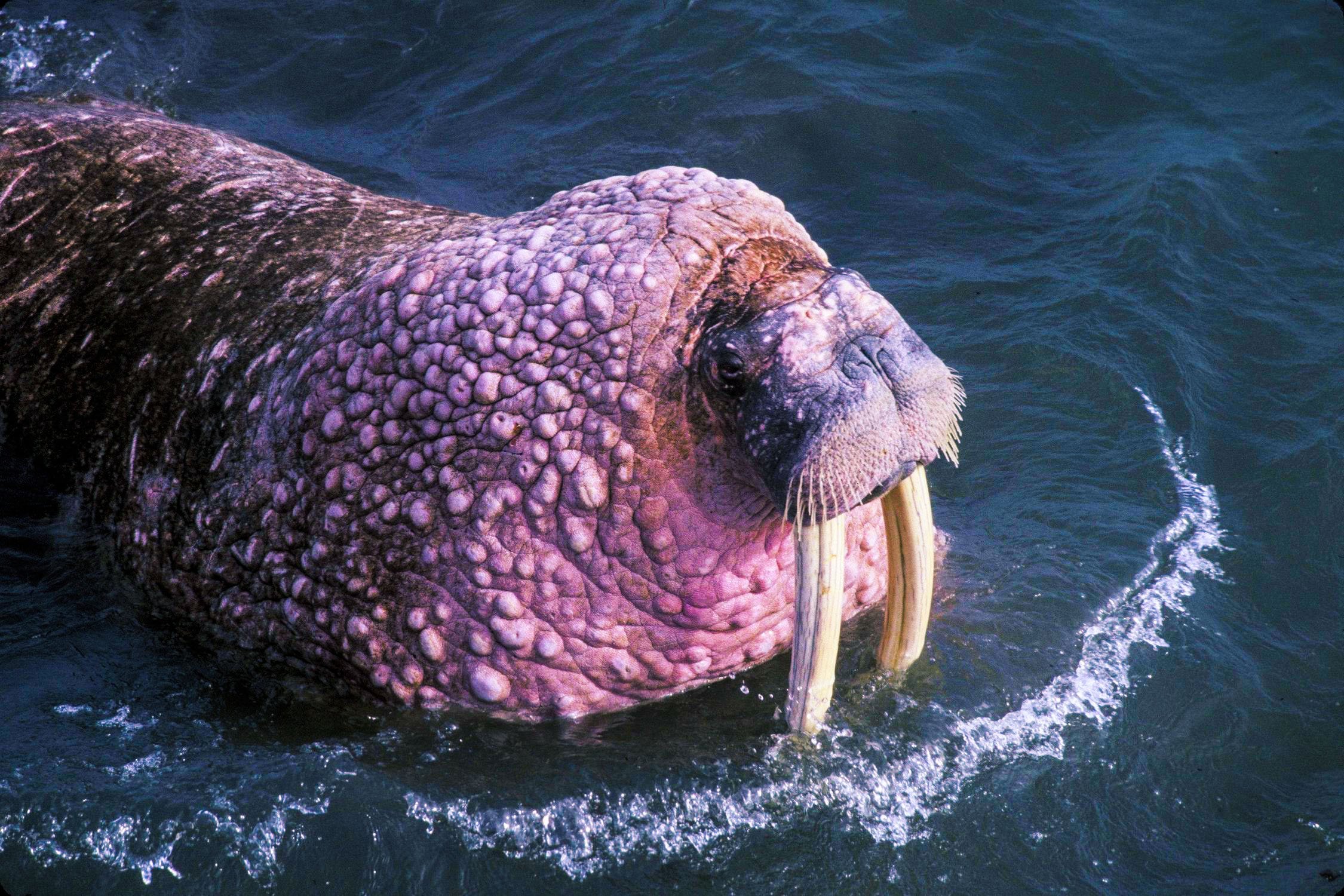 Морской морж. Odobenus rosmarus. Морж (Odobenus rosmarus rosmarus). Большой морж.