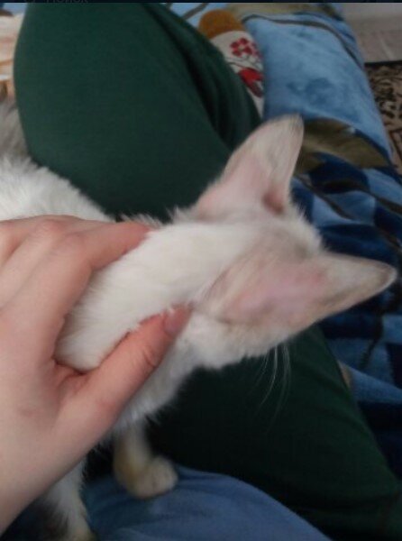 Это малыш реальный житель нашего города. В таком запущенном состоянии он был, когда его подобрали.