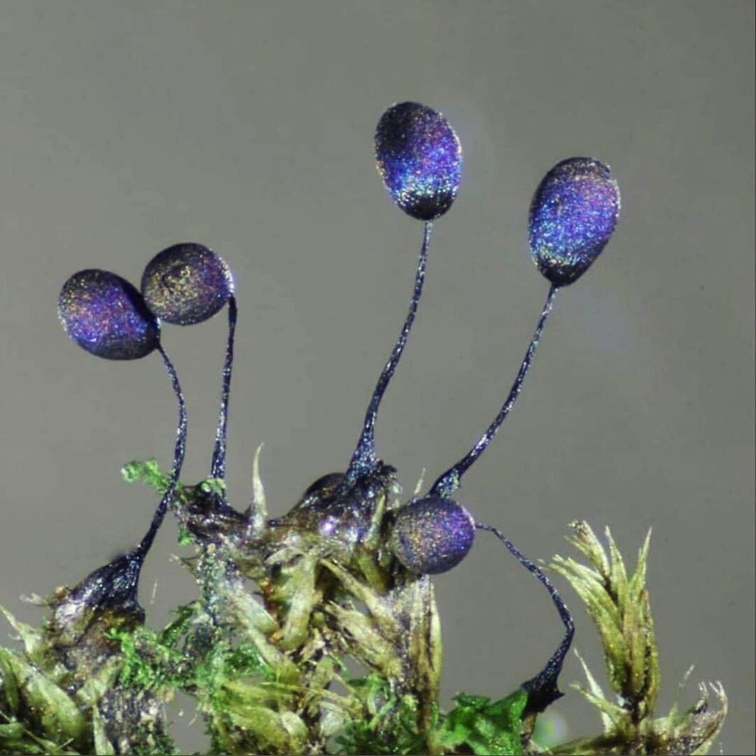 Lamproderma muscorum