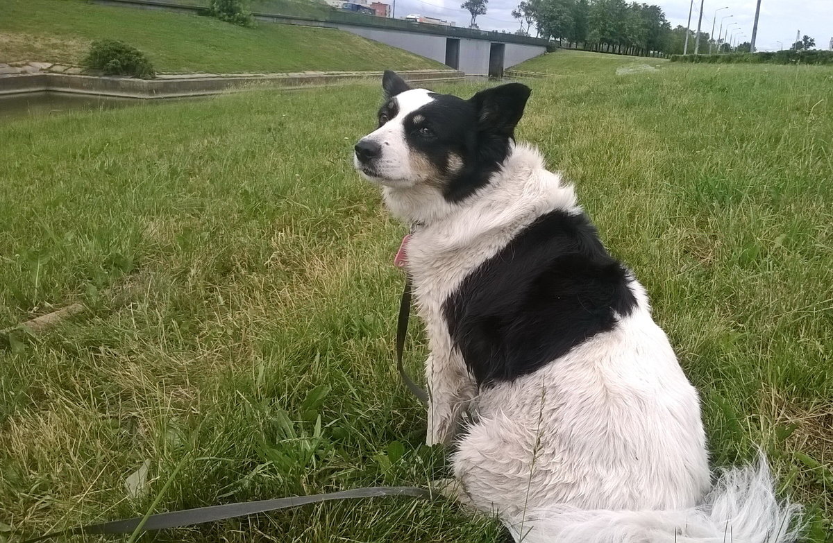 Наша Звезда