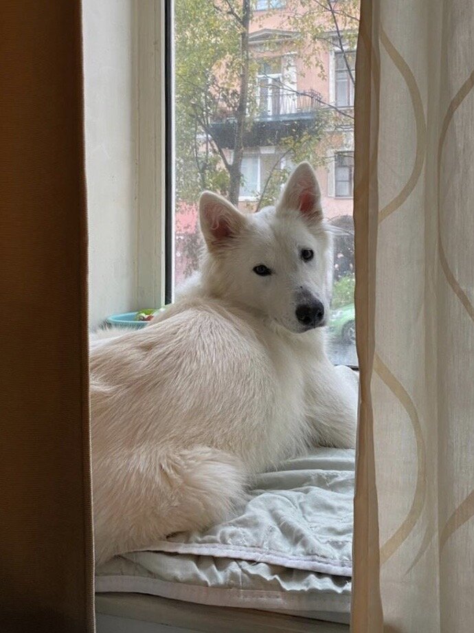 Домашний привет от Лаки