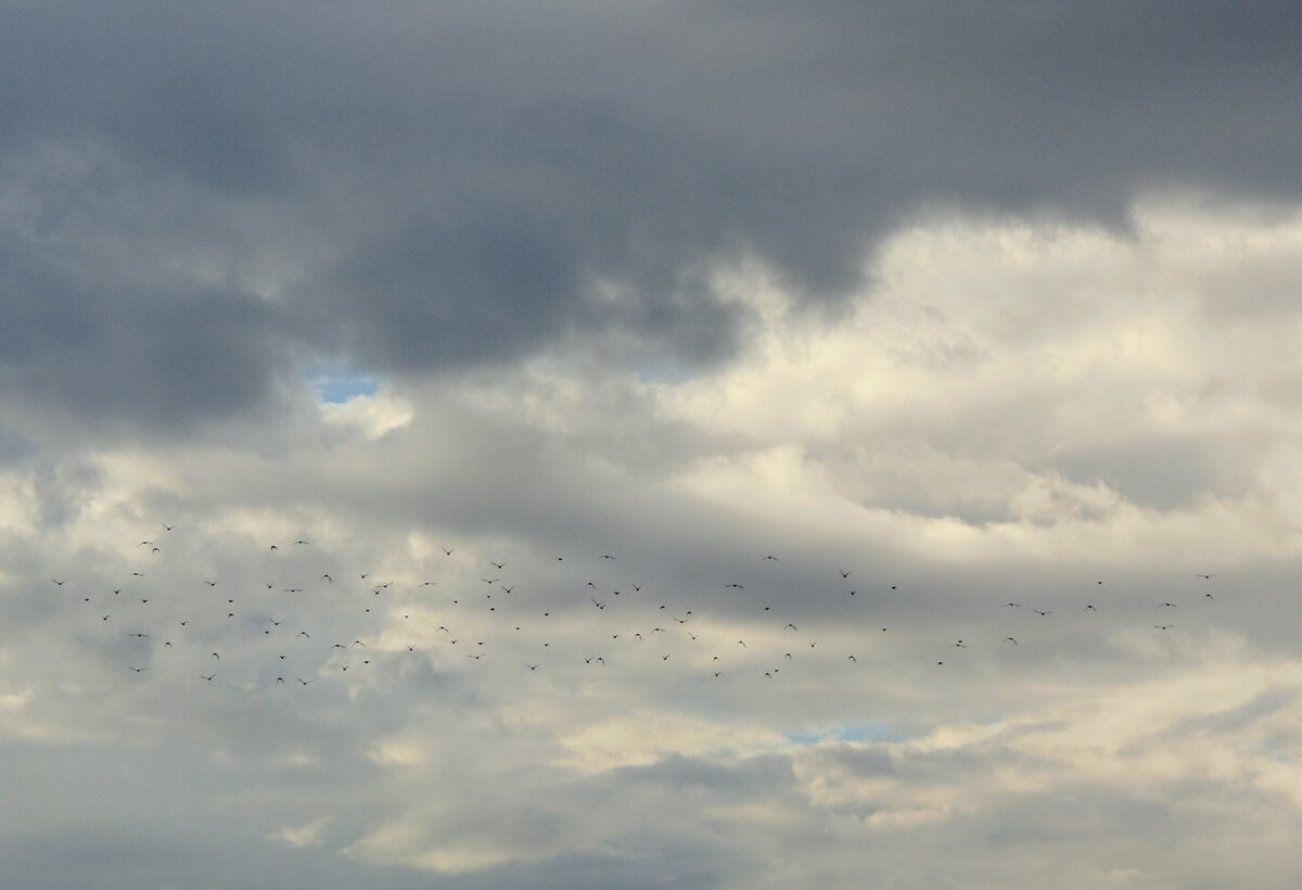Осеннее небо и стая птиц. фото автора