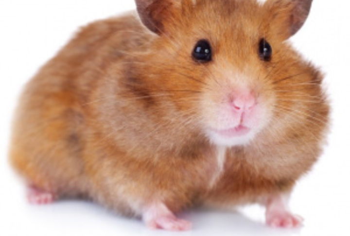 Сирийский хомяк.