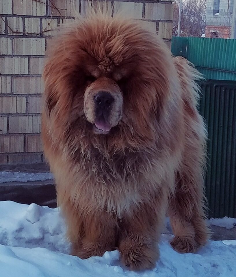 Otcon Od Krasnyi Bogateri (Батыр). https://beliy-lekar.ru/dogs/tibetskiy-mastif/otcon-od-krasnyi-bogateri-batyr