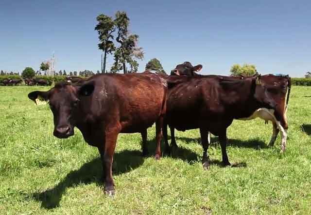 Ферма как бизнес: основы финансирования разведения крупного рогатого скота