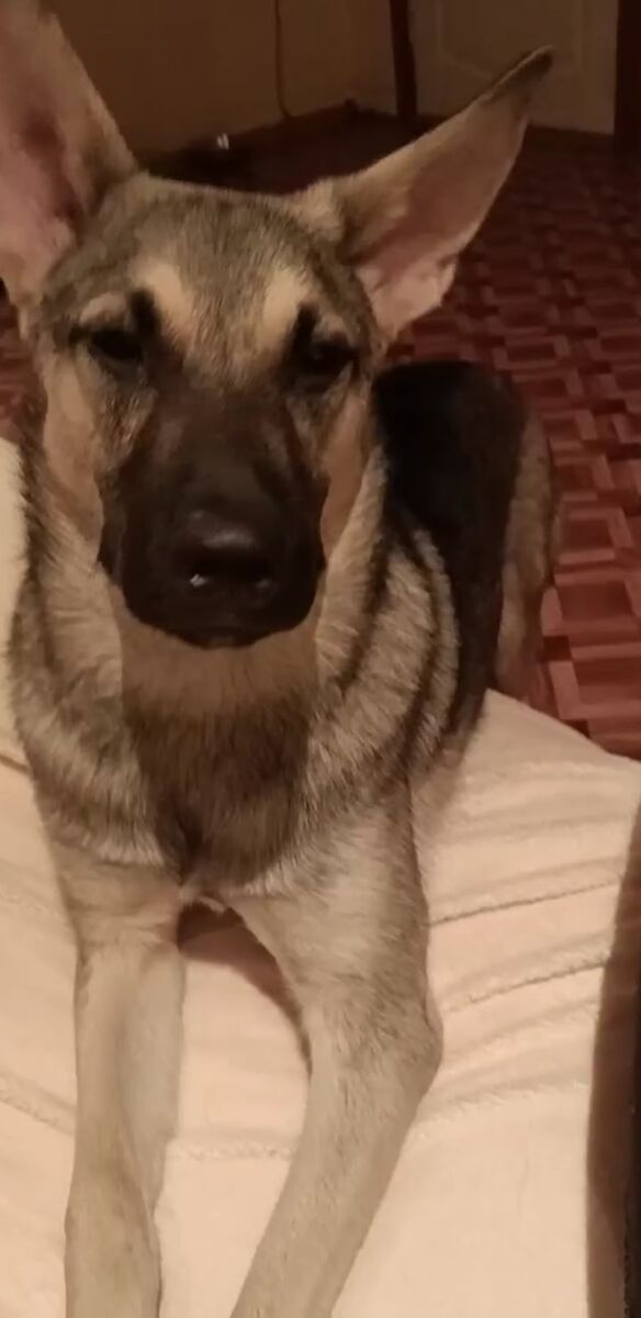 Конечно, лапы надо обязательно на постель положить, иначе ведь никто не догадается, что собаченьку любят )))