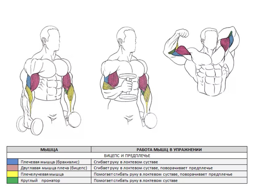 Задействованные мышцы 