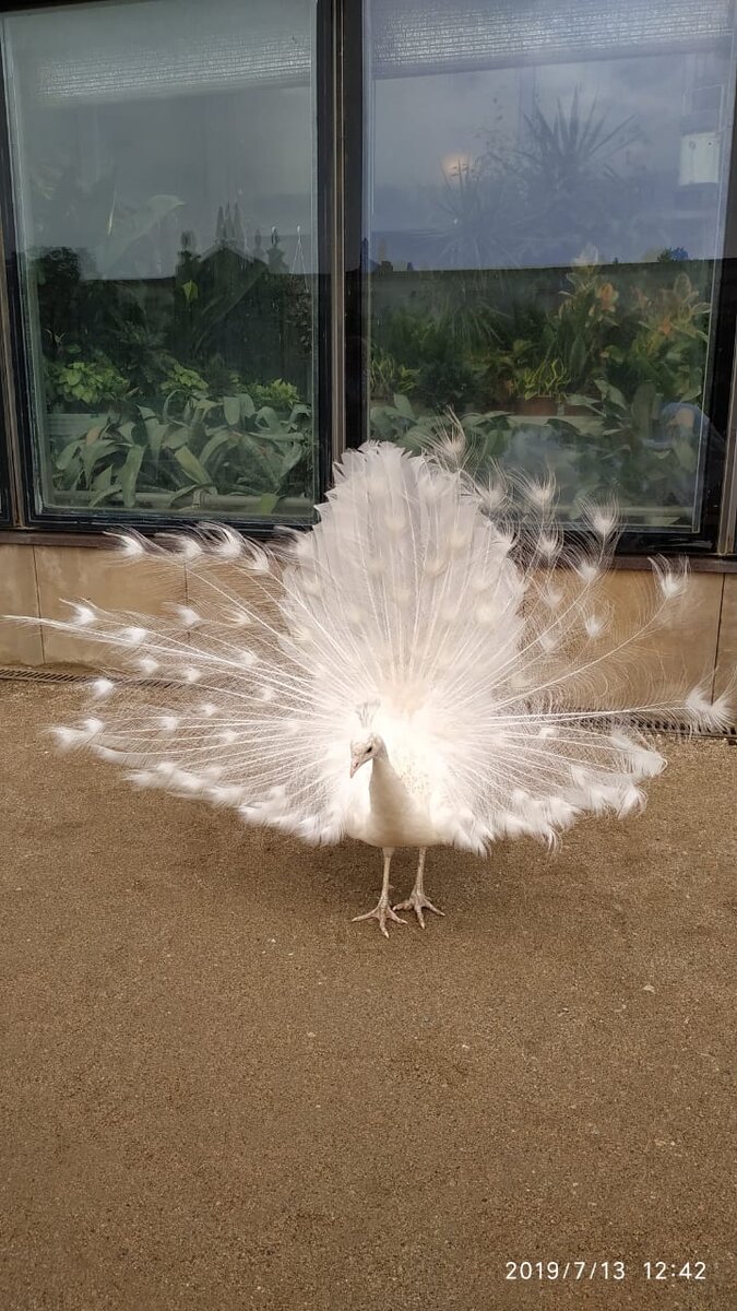 Белый павлин