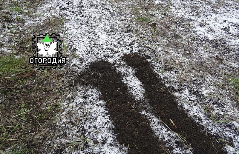 Мои будущие озимые там, под черной землей