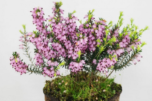 Выращивать Эрику дома не так просто, как кажется. Источник фото: https://www.botanichka.ru
