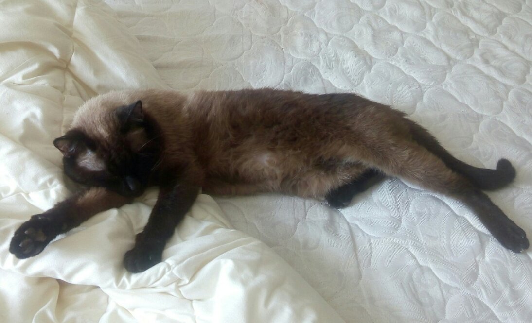 Безмятежный сон кота-террориста