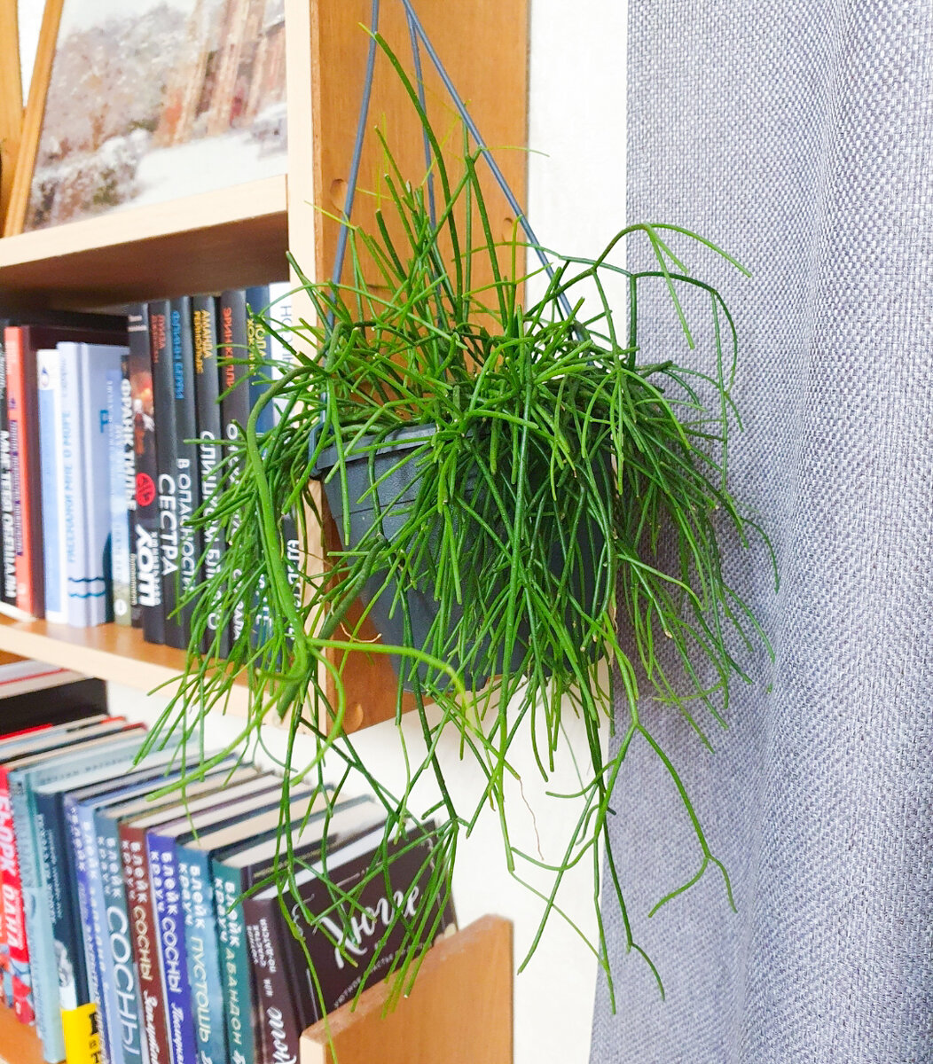 Мой рипсалис