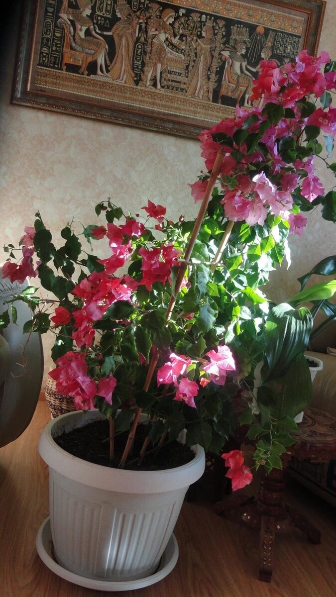 Бугенвиллея ,сорт Донья, выращенная из черенка, привезённого из Египта.