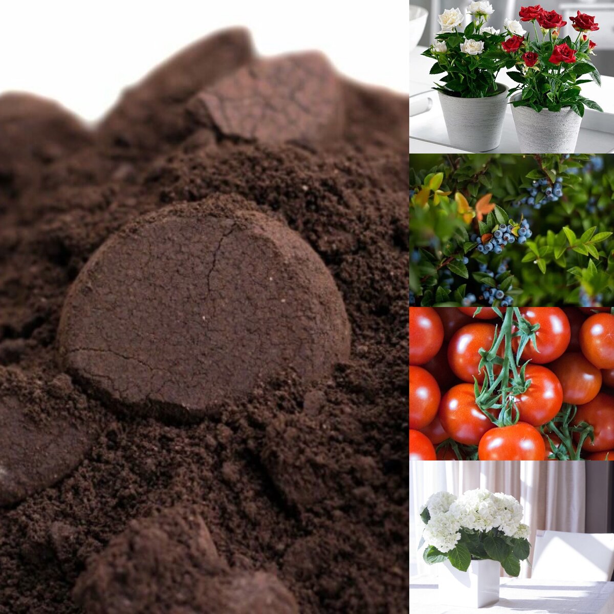 Кофе удобрение для растений. Спитой кофе для огорода. Спитый кофе используем для комнатных растений.