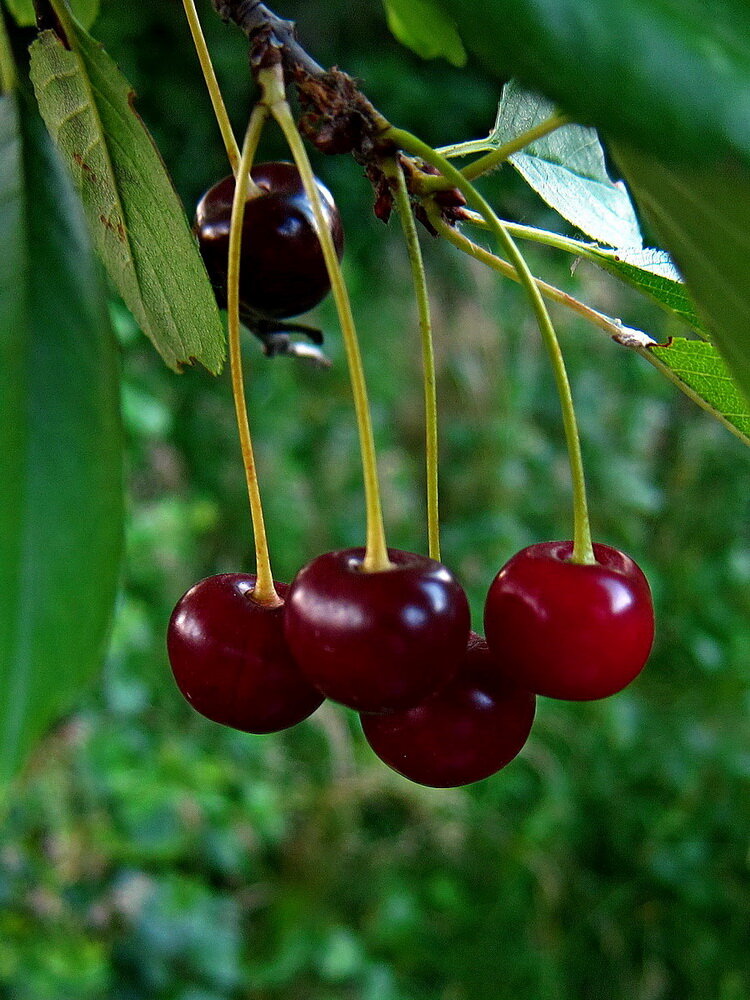 Вишня 