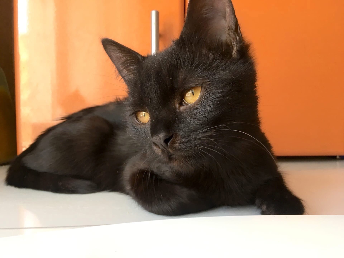 авито кошки в орле. котенок 2017. авито кошки в орле. пушистые котята даром белые. кошки на авито в ставропольском крае.