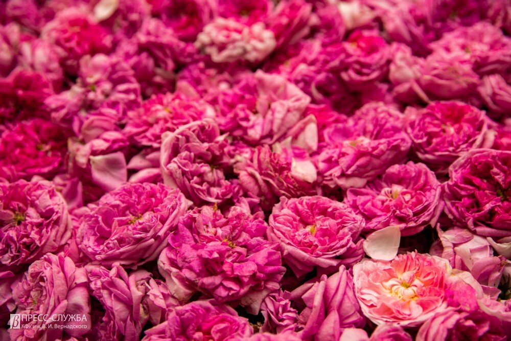 Роза эфиромасличная 