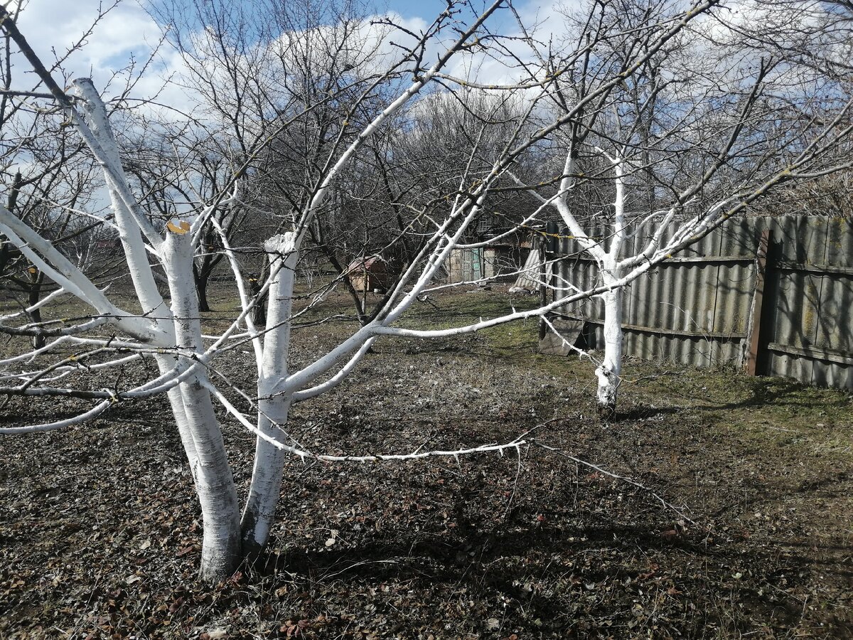 Побелка смородины осенью