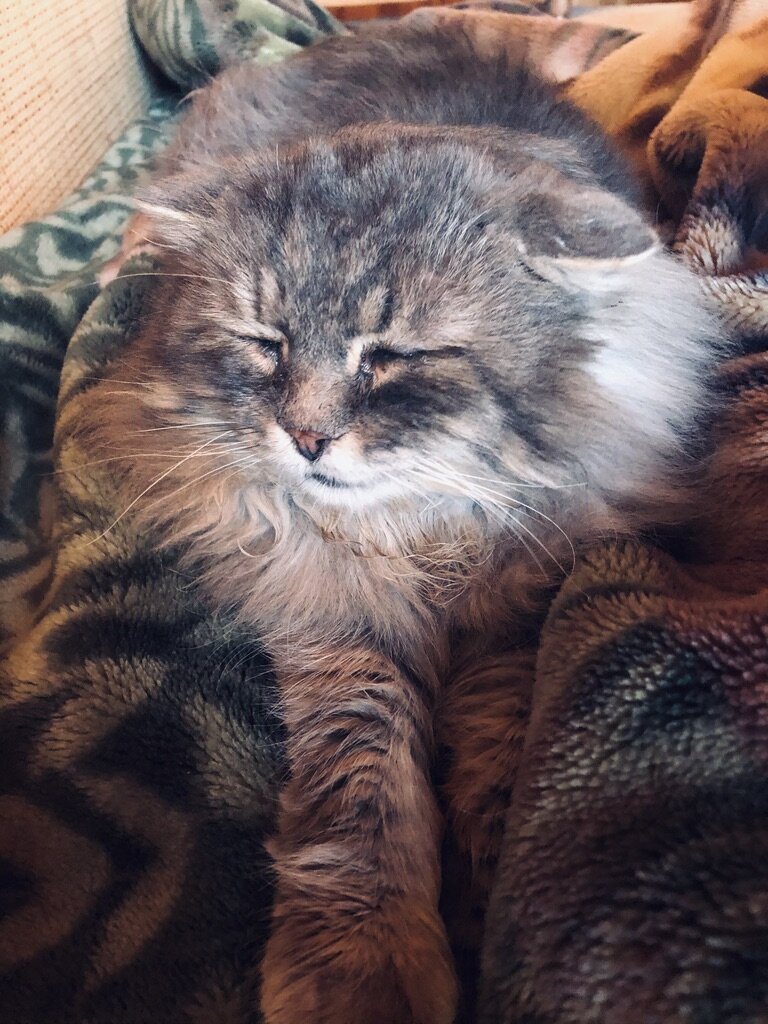 Внимание! Разыскивается  кот Филя. Суров, мрачен, брутален. Вооружен когтями и зубами. Везде фото автора.