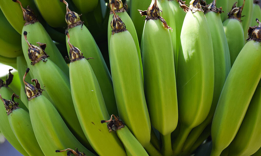 Можно есть зеленые бананы. Зеленые бананы. 6 Зеленых бананов. Банан микроэлементы. 5 Зеленых бананов.