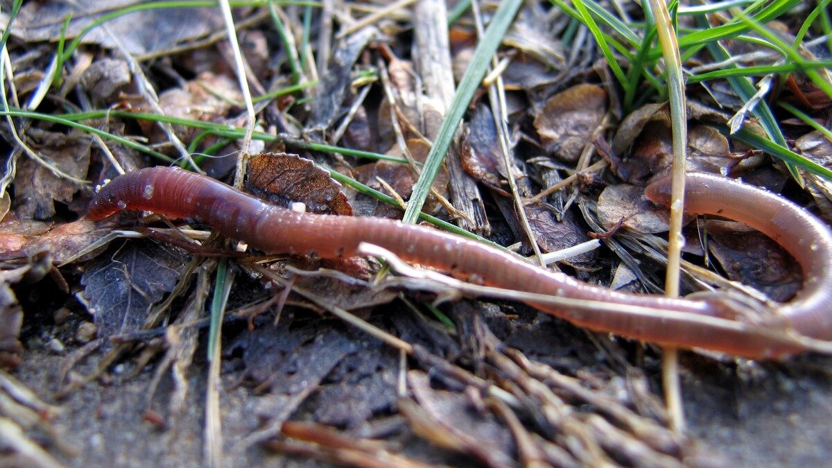 Фото:wikipedia.org Дождевой червь рода Lumbricus
