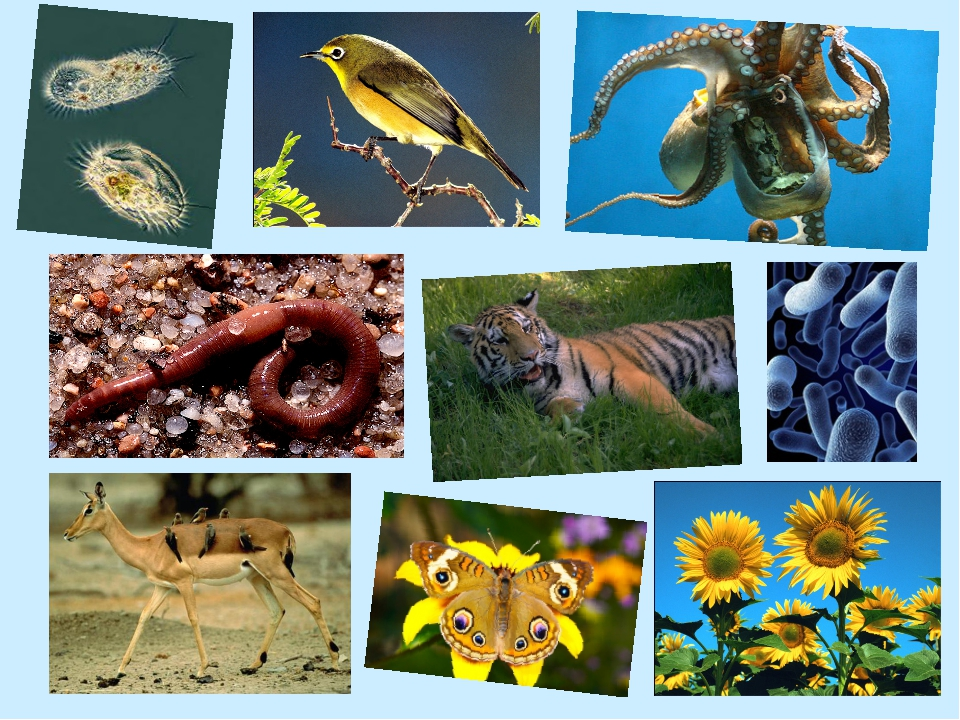В животном царстве существует несколько веществ. Живые организмы. Живые существа. Обитатели живой природы.
